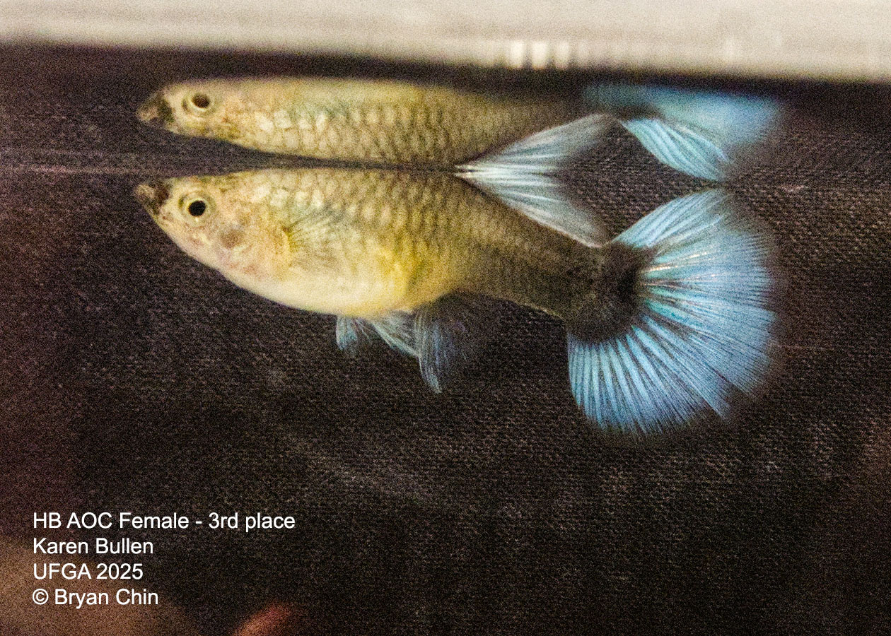 Guppy Female  HB Pastel
